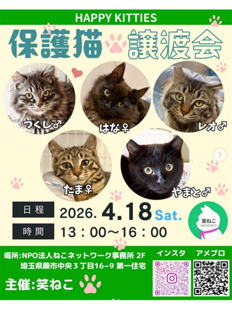 保護猫の譲渡会